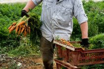 Farmer standing in a field, holding freshly picked carrots. — Stock Photo