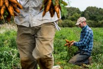 Два фермера в поле, держат в руках кучу свежесобранной моркови. — стоковое фото