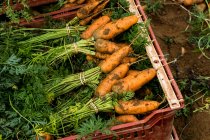 Close up of bunches of freshly picked carrots in a plastic crate. — Stock Photo