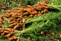 Close up of bunches of freshly picked carrots. — Stock Photo