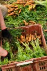 Фермер на колінах у полі, упаковуючи пучки свіжоспеченої моркви в пластикову ящик . — стокове фото