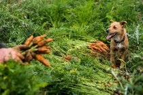 Agricultor arrodillado en un campo, sosteniendo racimo de zanahorias recién recogidas. - foto de stock