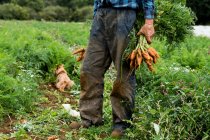 Agricultor parado en un campo, sosteniendo zanahorias recién recogidas. - foto de stock