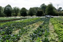 Blick über grüne Gemüsereihen auf einem Bauernhof. — Stockfoto