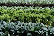 View across rows of green vegetables on a farm. — Stock Photo