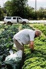 Farmer standing in a field, picking curly kale. — Fotografia de Stock