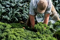 Farmer standing in a field, picking curly kale. — Foto stock