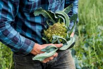 Крупный план фермера, стоящего в поле, держа свежесобранную цветную капусту Романеско. — стоковое фото