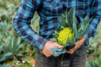 Close up of farmer standing in a field, holding freshly picked Romanesco cauliflower. — Foto stock