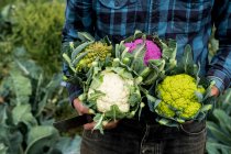 Close up of farmer standing in a field, holding a selection of freshly picked cauliflowers. — Photo de stock