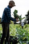 Bauer steht auf einem Feld und hält frisch gepflückten Romanesco-Blumenkohl in der Hand. — Stockfoto