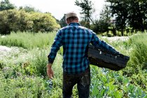 Rear view of farmer wearing black and blue checkered shirt, carrying black plastic crate. — Stock Photo