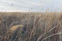 Feld von Sumpfgräsern im Wind, Oberflächenansicht — Stockfoto