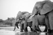 Un branco di elefanti, Loxodonta africana, che bevono insieme da un fiume, in bianco e nero. — Foto stock