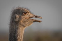 La cabeza de un avestruz, Struthio camelus, perfil lateral, boca abierta. - foto de stock