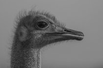 The head of an ostrich, Struthio camelus, side profile — Stock Photo