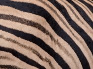 Las rayas de una cebra, Equus quagga - foto de stock