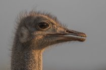 La cabeza de un avestruz, Struthio camelus, perfil lateral. - foto de stock
