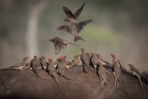 A flock of red billed oxpeckers, Buphagus erythrorhynchus, standing on the back of and fly off a bufallo, Syncerus caffer — Stock Photo