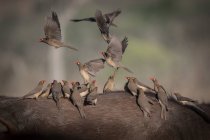 A flock of red billed oxpeckers, Buphagus erythrorhynchus, standing on the back of a bufallo, Syncerus caffer — Stock Photo