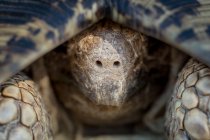 Голова леопардової черепахи, Stigmochelys pardalis, відкидається в оболонку — стокове фото