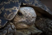 Der Kopf einer Leopardenschildkröte, Stigmochelys pardalis, liegt in seinem Panzer — Stockfoto