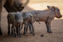 Ein Warzenschweinweibchen, Phacochoerus africanus, und ihre Ferkel stehen zusammen — Stockfoto