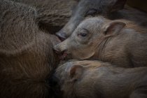 Warthog piglets, Phacochoerus africanus, suckling from their mother — Stock Photo