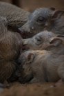Warthog piglets, Phacochoerus africanus, suckling from their mother — Stock Photo