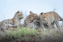 Une femelle léopard, Panthera pardus, et ses deux petits se toilettent sur un termite — Photo de stock