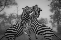 Deux zèbres, Equus quagga, levant sur leurs pattes postérieures et se battant, en noir et blanc — Photo de stock