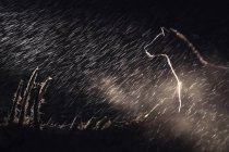 Uma hiena manchada, Crocuta crocuta, de pé na escuridão na chuva, iluminada por um holofote — Fotografia de Stock