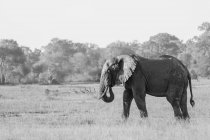 Un elefante, Loxodonta africana, de pie en un claro, tronco a boca, en blanco y negro - foto de stock