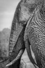 Der Kopf eines Elefanten, Loxodonta africana, steht auf dem Rücken eines Elefanten und schaut aus dem Rahmen, schwarz-weiß — Stockfoto