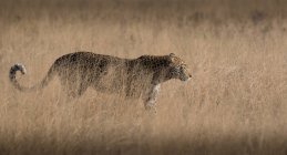 Un leopardo, Panthera pardus, che cammina attraverso l'erba lunga e secca, coda raggomitolata — Foto stock