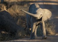 Um bezerro elefante, Loxodonta africana, balançando seus caminhos laterais tronco — Fotografia de Stock