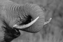 Un tronco d'elefante, Loxodonta africana, dal tronco alla bocca mentre beve — Foto stock