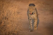 Un léopard, Panthera pardus, marchant vers la caméra sur la route de la poussière, regardant hors cadre — Photo de stock