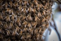 Uno sciame di api, Apis mellifera scutellata, si riuniscono insieme — Foto stock