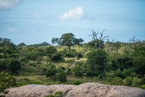 Ландшафтний знімок слона, Loxodonta African, що йде в зелені, валуни спереду — стокове фото