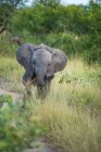 Un veau éléphant, Loxodonta africana, marche vers la caméra dans l'herbe longue, tenant une branche dans le tronc — Photo de stock
