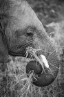 El perfil lateral de un elefante, Loxodonta africana, tronco enrollado mientras comía hierba, en blanco y negro - foto de stock
