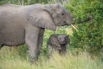 Um elefante fêmea, Loxodonta africana, e seu filhote alcançar com seus troncos para algumas folhas — Fotografia de Stock