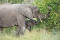 Um elefante fêmea, Loxodonta africana, e seu filhote alcançar com seus troncos para algumas folhas — Fotografia de Stock