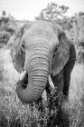 Un éléphant, Loxodonta africana, regard direct, tronc élevé en mangeant, en noir et blanc — Photo de stock