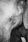 The head of an elephant, Loxodonta africana, eye closed, in black and white — Stock Photo