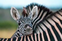 Ein Zebrafohlen, Equus quagga, ruht seinen Kopf auf dem Rücken eines anderen Zebras — Stockfoto