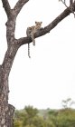 A leopard, Panthera pardus, lying on a branch in a tree, direct gaze, white background — Stock Photo