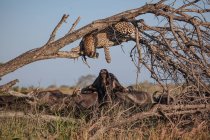 Um leopardo, Panthera pardus, deitado numa árvore morta a tocar num búfalo, Syncerus caffer — Fotografia de Stock