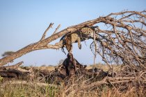 Леопард, Panthera pardus, лежит на мертвом дереве, тянется вниз, чтобы прикоснуться к буйволу, Syncerus caffer — стоковое фото